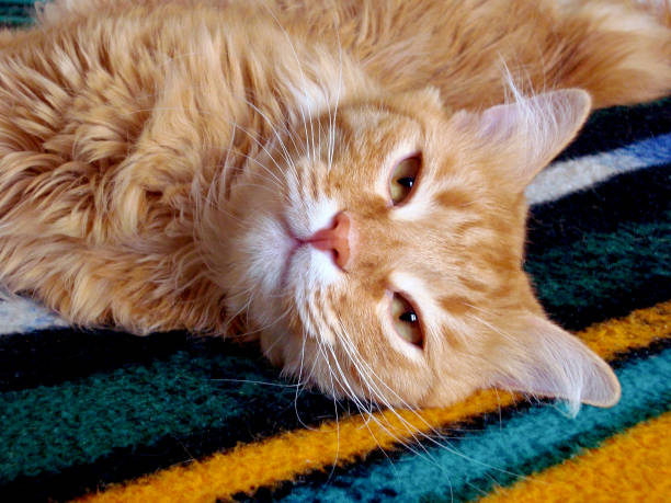 istock Fluffy red cat lying on blanket. Ginger kitten resting on striped plaid. 1223043608