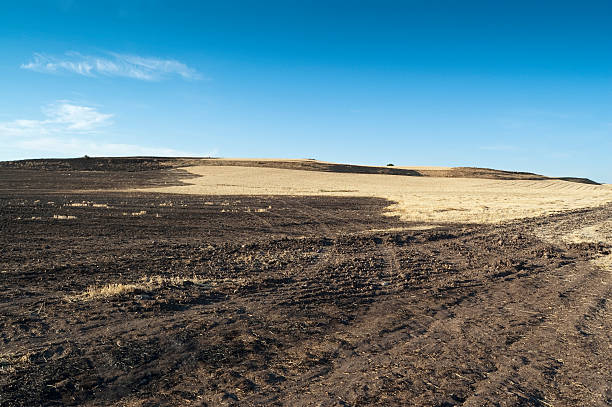 istock Field of burnt stubble 122304580