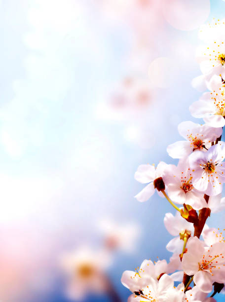 istock Cherry blossoms over blurred nature background. Spring flowers. Spring Background. 1223046123