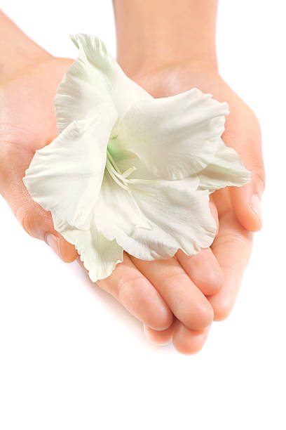 bellissima donna le mani con un bianco fiore tropicale, foto in primo piano - gladiolus single flower isolated tropical climate foto e immagini stock