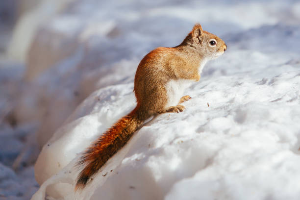istock Wild Squirrel in the Snow in USA 1223048771