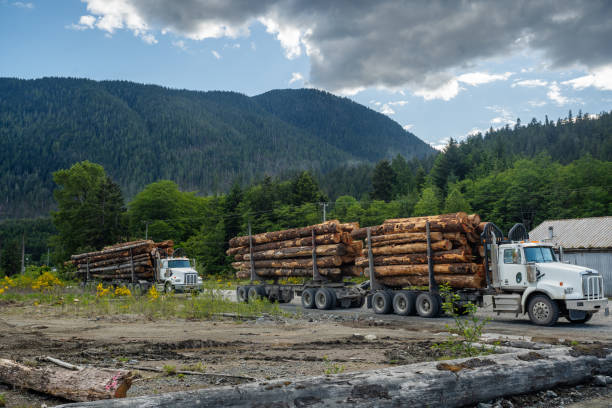 logging trucks on vancouver island - logging road imagens e fotografias de stock