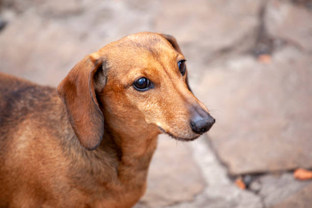 istock image of dog stone road background 1223049238
