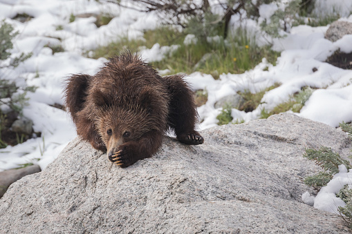 This cold, wet, miserable grizzly cub had his fill of of the snow and climbed up on a rock to get dry and warm up in the thin sunlight.