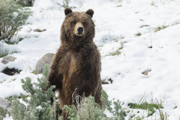 istock Vigilant Grizzly Sow 1223049568