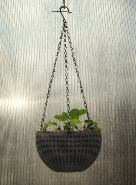 istock strawberry on a hanging pot in the hot bed 1223049696