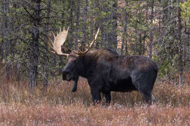 Autumn Bull Moose This magnificent bull moose pauses while grazing to check the area for possible challengers or cows before moving on through the autumn grasses and into the forest. bull moose stock pictures, royalty-free photos & images