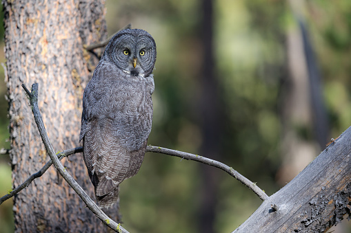An adult great gray owl peers at us intently with its piercing yellow eyes while it hunts for unsuspecting prey deep in a forest of Wyoming.