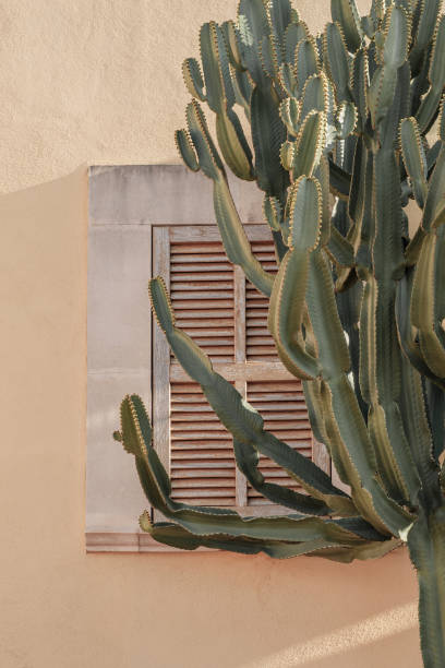 istock Cactus plant beautiful shadows on the wall. Creative, minimal, bright and airy styled concept. 1223050875