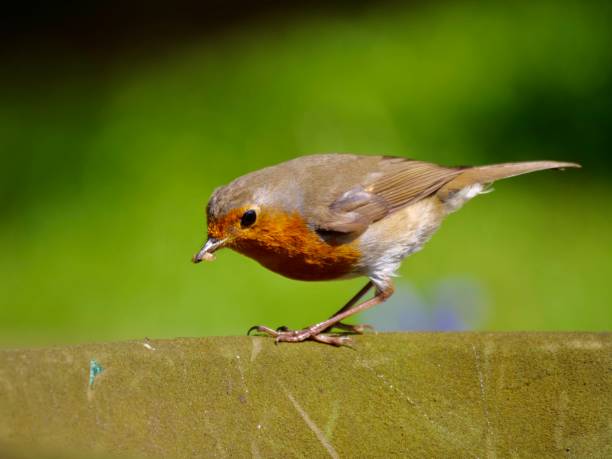 istock European robin with worm in mouth. 1223051469