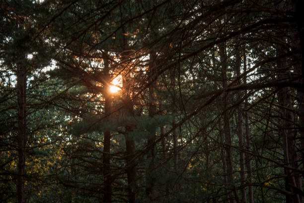 istock Sun peaking through the trees in a forest in Grand Rapids Michigan 1223052596