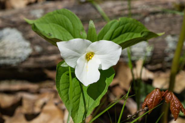 istock Great White Trillium Flower in Springtime 1223053596