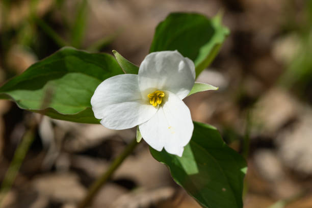 Close up of a pure white trillium.