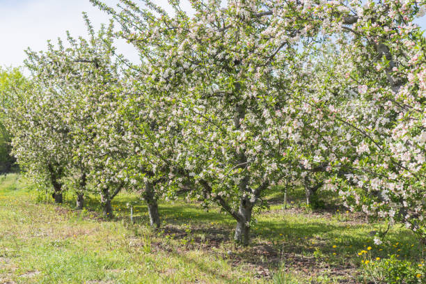 istock Orchard apple trees blooming in May in the Okanagan Valley 1223053900