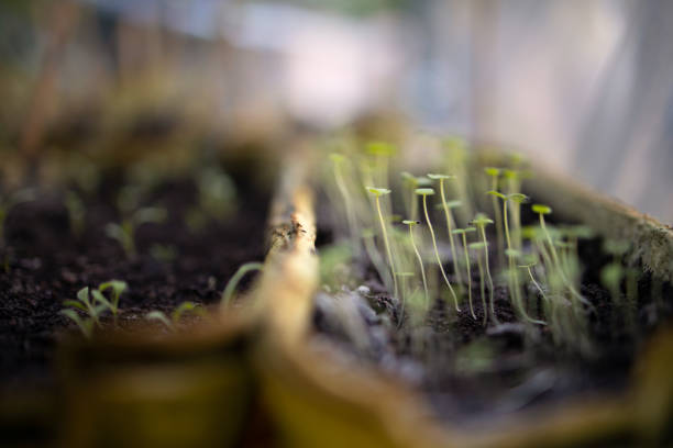 Close up of flower sprouts, snapdragon