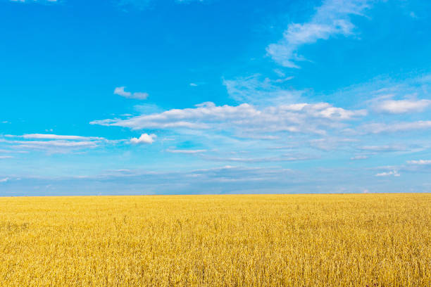 istock blue sky with clouds over yellow wheat field 1223056399
