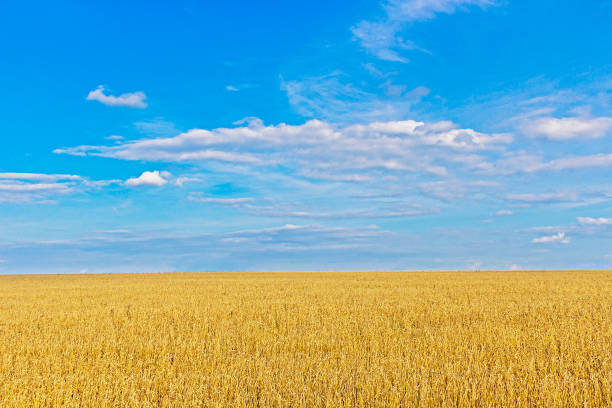 istock blue sky with clouds over yellow wheat field 1223056402