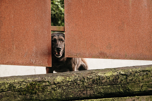 A guard dog protecting a property