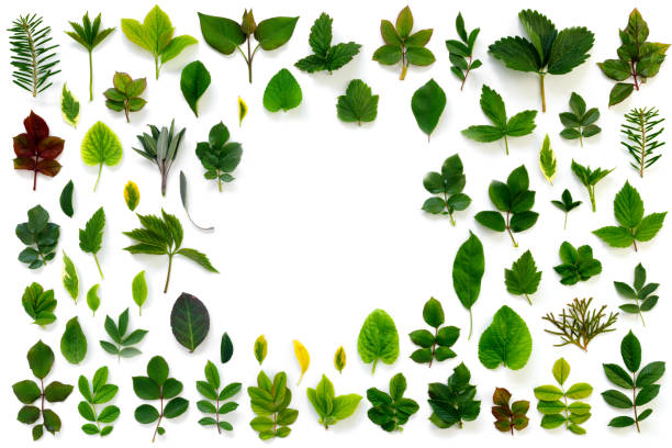 istock Pattern of various green leaves on  white isolated background. 1223059842