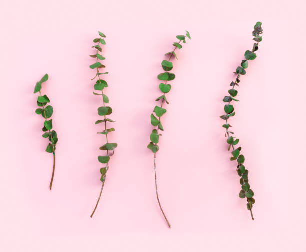 istock Beautiful green branches of dry eucalyptus on pink paper background. 1223060558