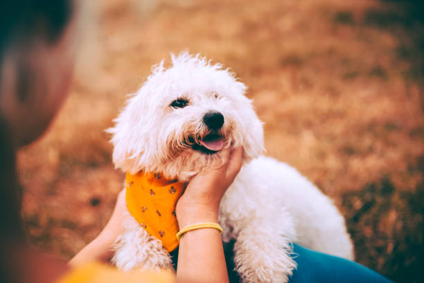 istock Woman with her beloved pet 1223061257