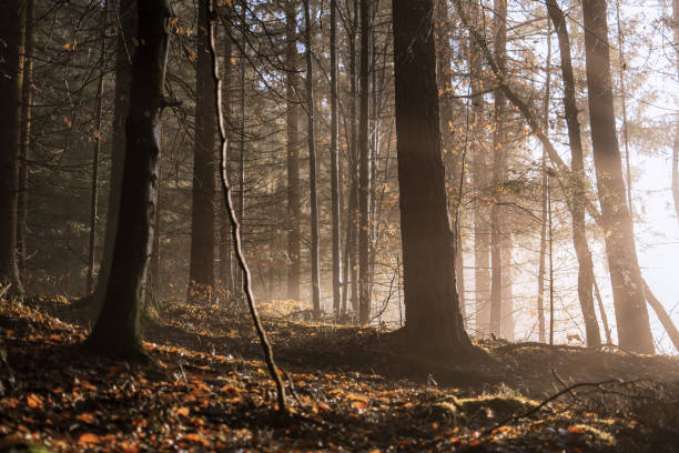 istock Sunlight in a foggy forest 1223061966