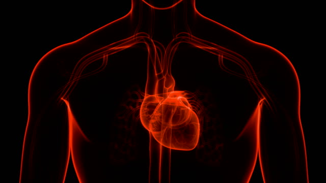 Human Circulatory System Heart Beat Anatomy