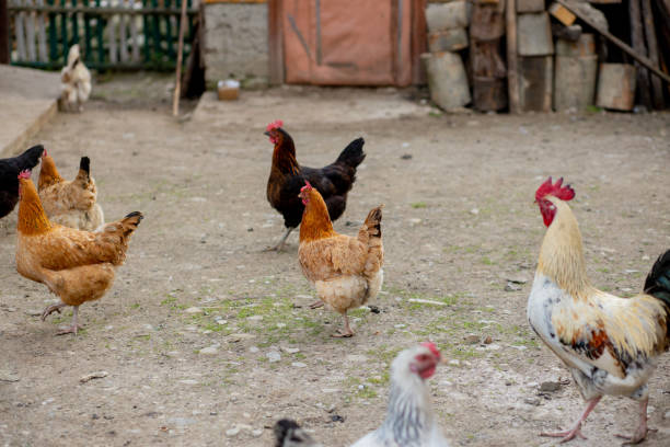 istock A flock of chickens roam freely in a lush green paddock 1223062061