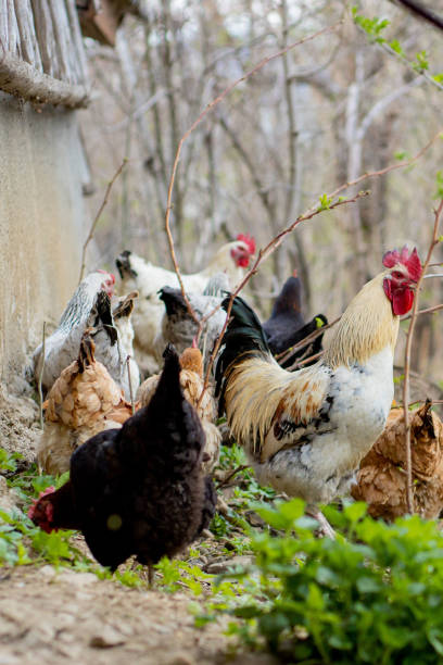 istock A flock of chickens roam freely in a lush green paddock 1223062063