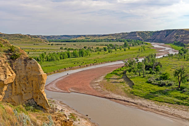 istock Western River Bend with Bison in the Prairie 1223063832
