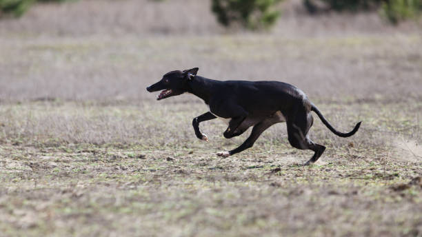 istock Whippet dog running in the field 1223064037