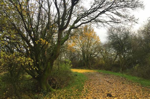 istock Typical dutch meadow landscape with stream and tree edge during late fall. 1223067051
