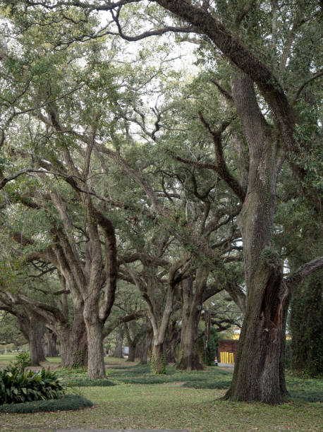 istock Audubon Park, New Orleans 1223067147