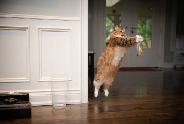 istock Siberian Cat Playing with a Toy 1223067737