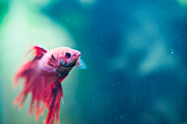 istock Betta splendens - Siamese fighting fish in aquarium 1223067979