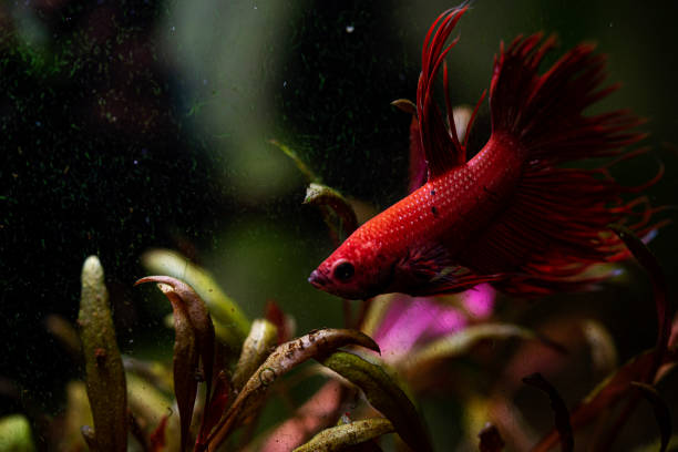 istock Betta splendens - Siamese fighting fish in aquarium 1223068196