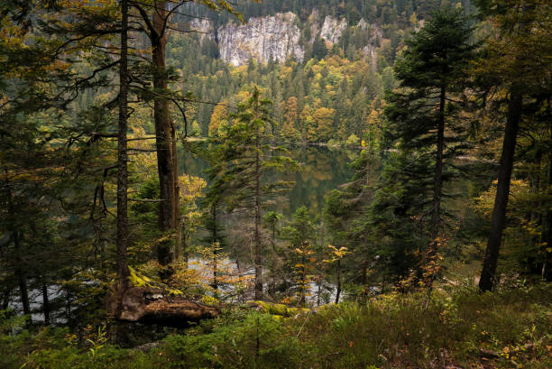 In Black Forest region, Baden-Württemberg