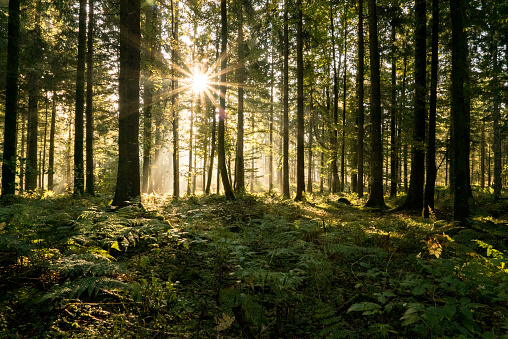Sun rays filter through a coniferous forest in autumn