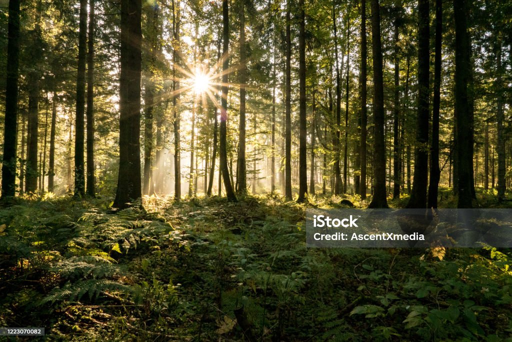 Sun rays filter through a coniferous forest in autumn In Black Forest region, Baden-Württemberg Forest Stock Photo