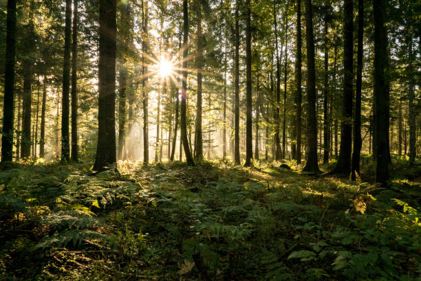 Sun rays filter through a coniferous forest in autumn In Black Forest region, Baden-Württemberg black forest photos stock pictures, royalty-free photos & images