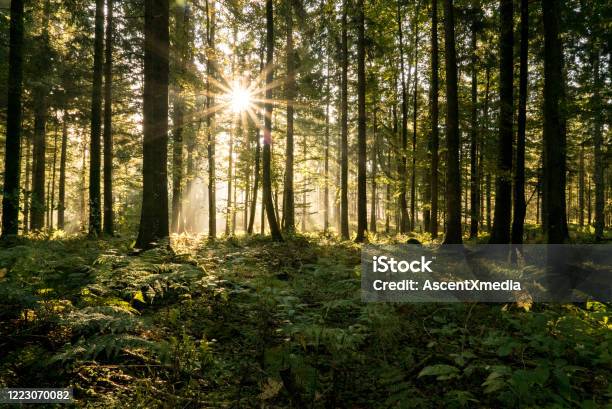 Sun Rays Filter Through A Coniferous Forest In Autumn Stock Photo - Download Image Now