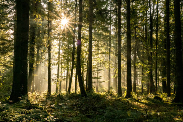 istock Scenic view of coniferous forest in autumn 1223070192