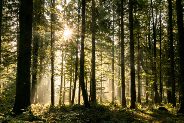 istock Scenic view of coniferous forest in autumn 1223071041