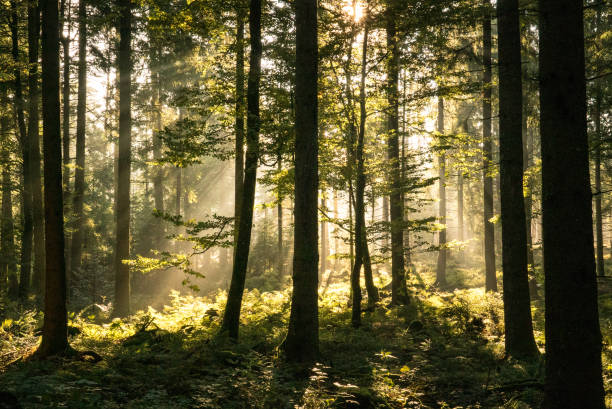 istock Scenic view of coniferous forest in autumn 1223071282