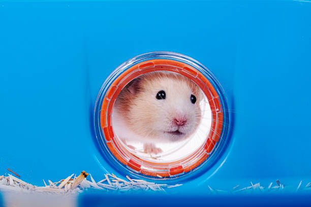 Hamster standing and looking up, begging for food