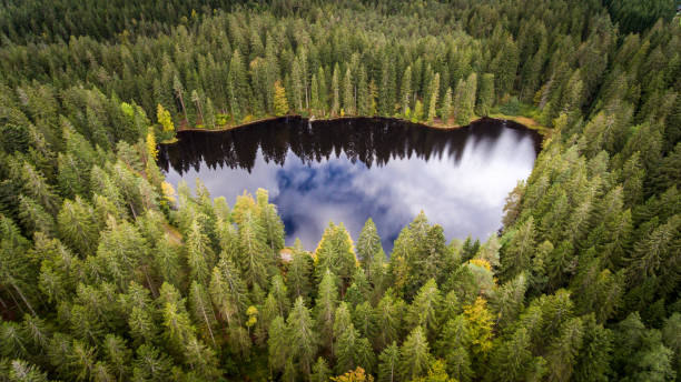 erhöhte sicht auf den wald im herbst - black forest fotos stock-fotos und bilder