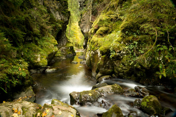 istock Scenic view of coniferous forest and stream in autumn 1223071448