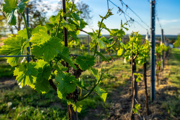 istock Village landscape in Lower Austria 1223071502