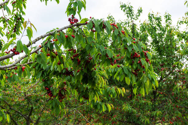 istock Cherries on the branches in the garden 1223071790