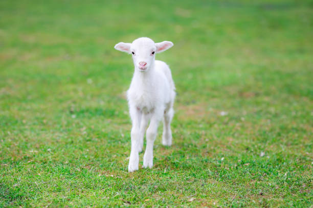 istock cute little lamb on fresh spring green meadow during sunrise 1223073745